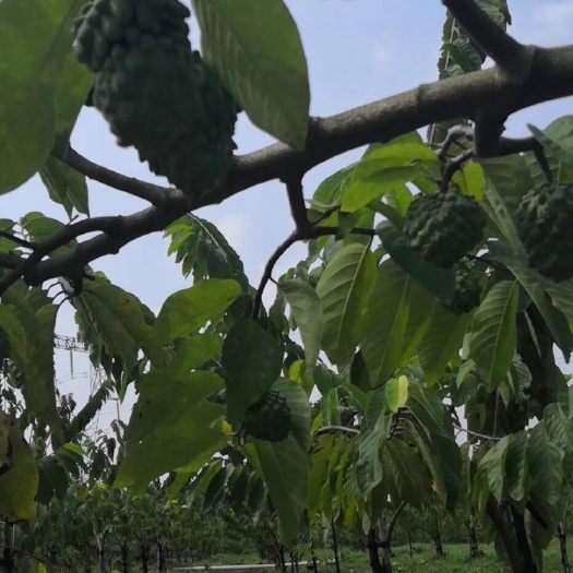 凤梨释迦果 海南种植基地直供