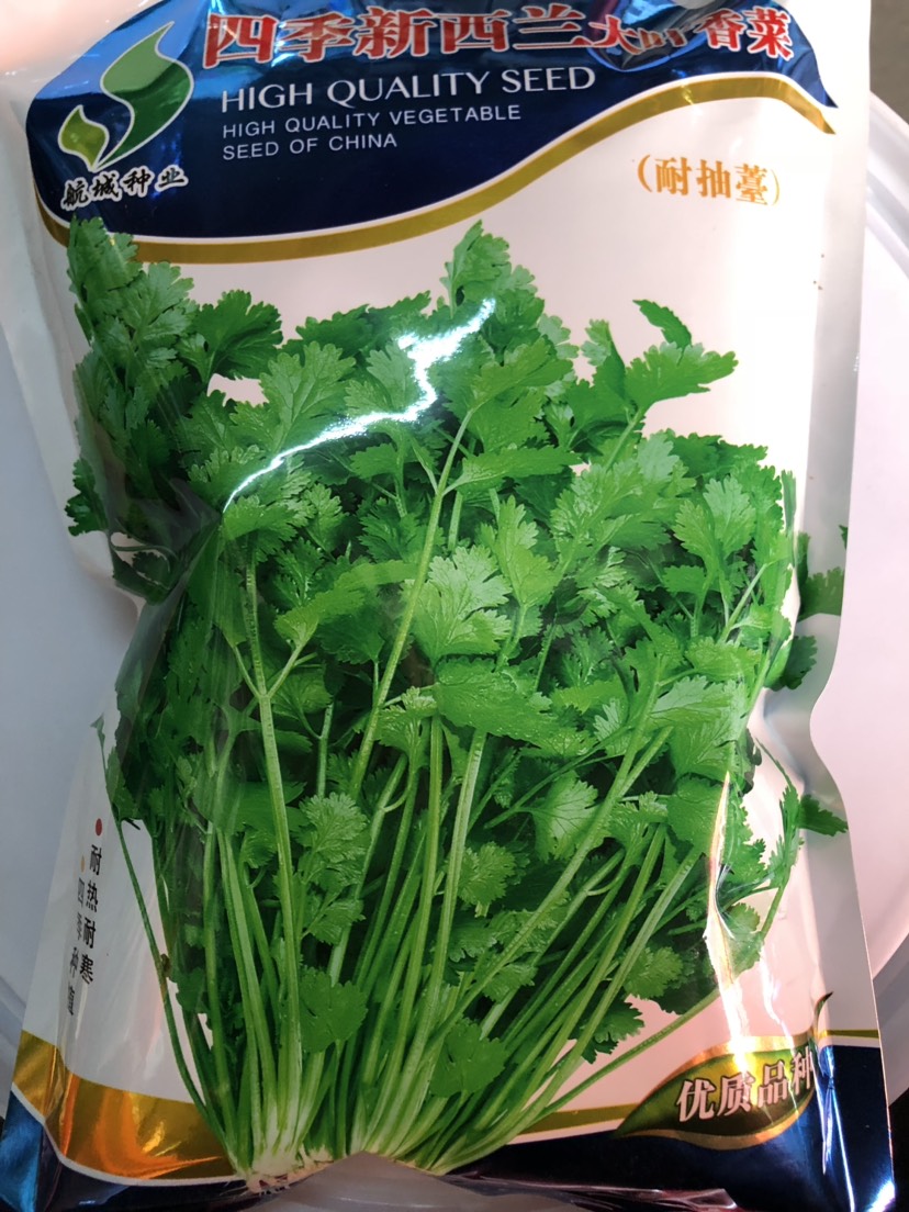 平远县香菜种子  四季新西兰耐抽苔大叶香菜 元西种子 500克装