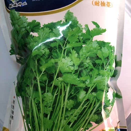 平远县香菜种子  四季新西兰耐抽苔大叶香菜 元西种子 500克装