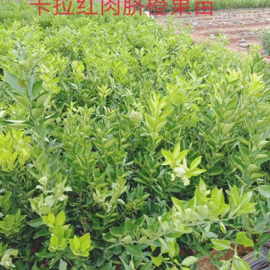 金堂县红肉脐橙苗 柑橘苗