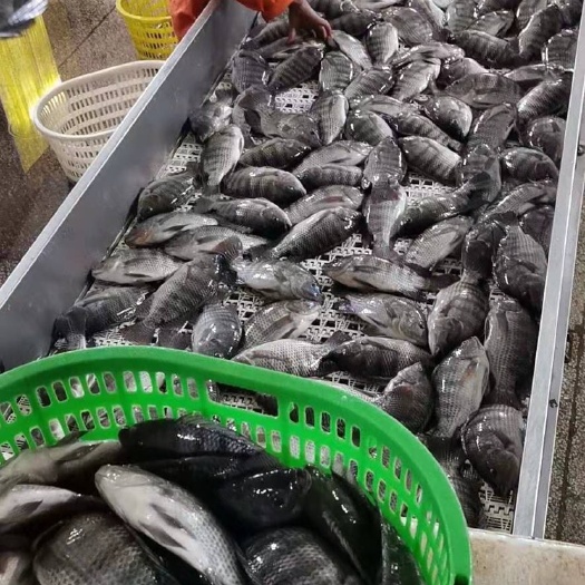 阳江出售罗非鱼 活体每斤多加5毛
