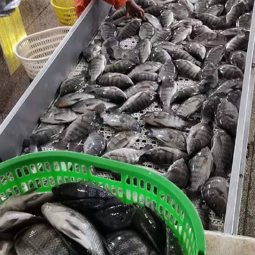  出售罗非鱼 活体每斤多加5毛