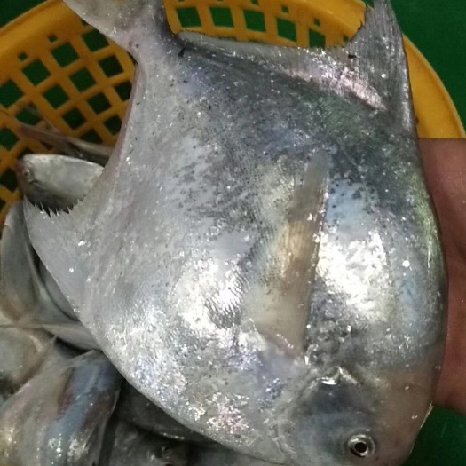 漳州白鲳鱼3条一斤规格