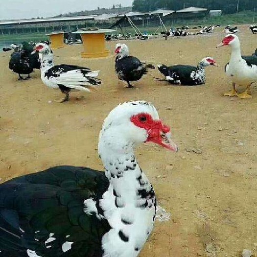 南宁西洋鸭苗，大花番鸭苗，黑番鸭苗，包打疫苗，优选产品