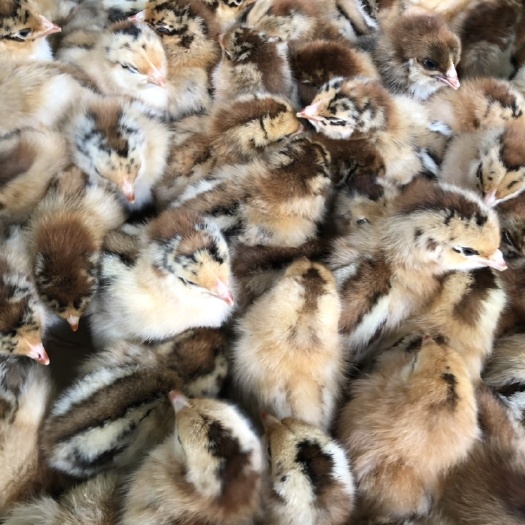 南宁 良凤花鸡苗