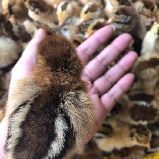 南宁 良凤花鸡苗，优质保证，运输包活！