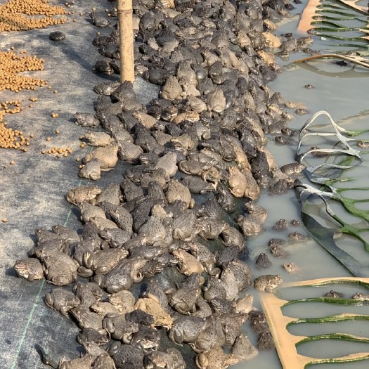 广州牛蛙  泰蛙