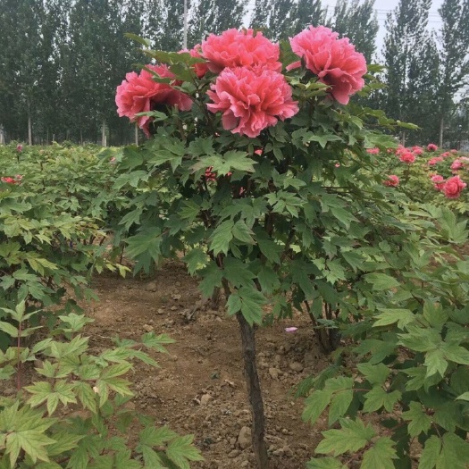 菏泽 独杆花王