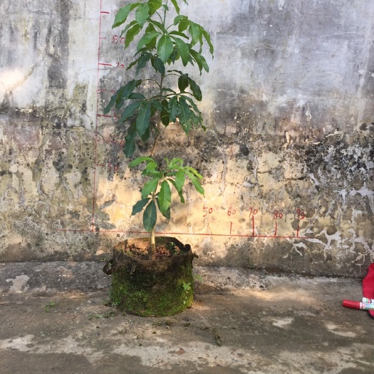 开平市白柿苗 白柿w4