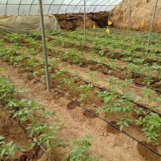 贴片式滴灌带 16贴片滴灌带