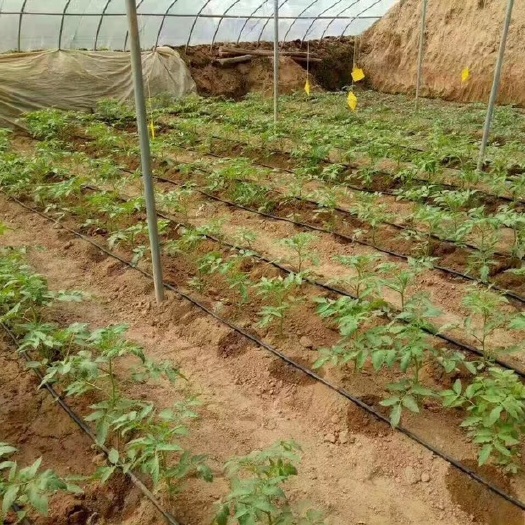 菏泽贴片式滴灌带 16贴片滴灌带