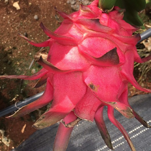 遂溪县 红心火龙果苗
