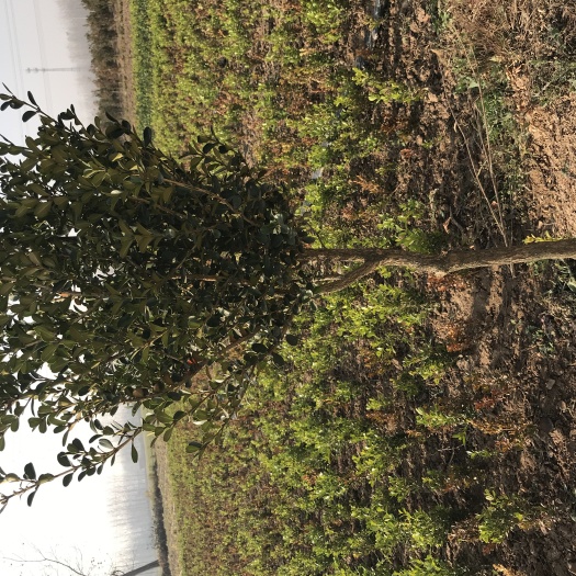 沭阳县独杆黄杨独干黄杨树1-4公分基地直销绿化苗木耐寒耐冻一手货源