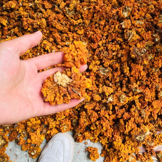 双柏县金耳 干银耳 朵状银耳