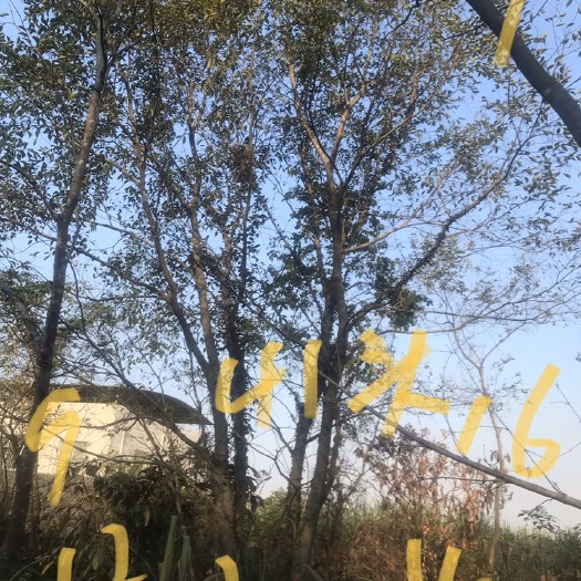 柳州丛生朴树 来，来，来