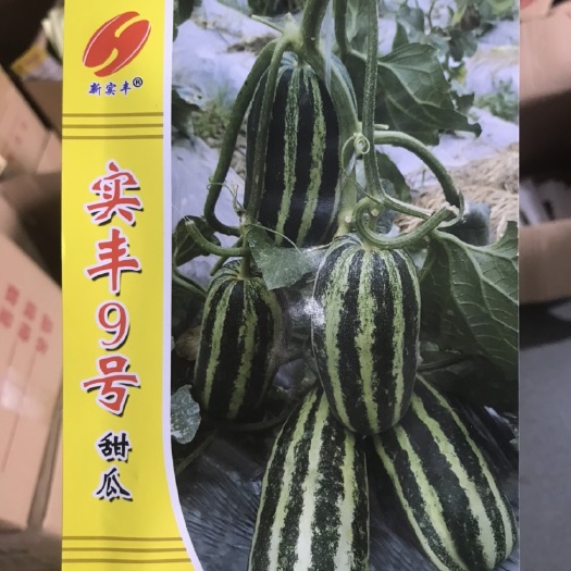 莒南县博洋甜瓜种子 超好吃薄皮甜瓜