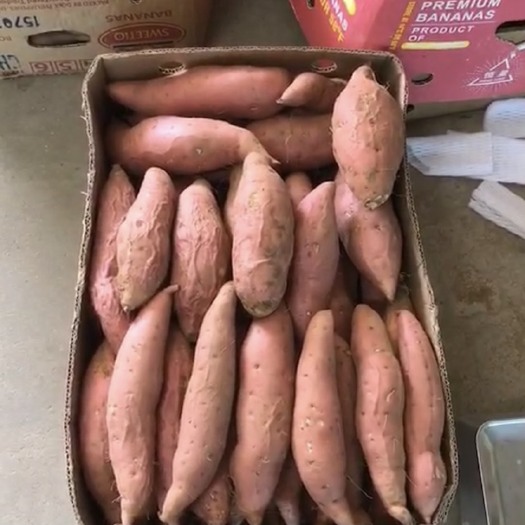 沈阳 烟薯25