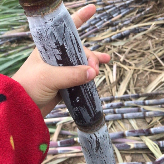 菏泽 北方甘蔗！便宜了！便宜了！又甜又脆又多汁，超长骨节，随吃随剥
