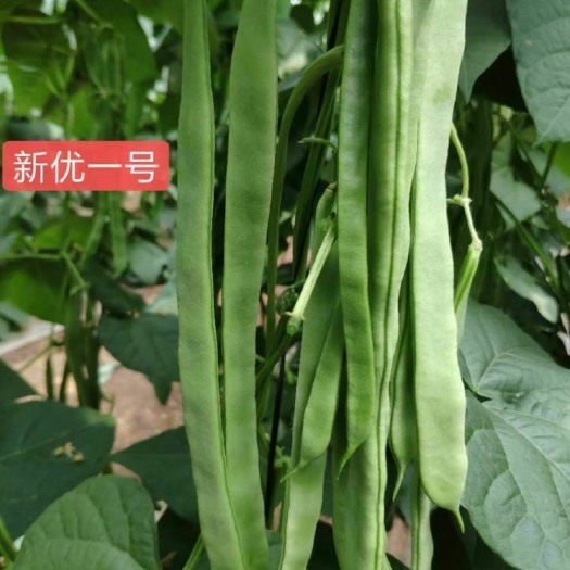 青州市刀豆种子 三扁品种，条长，颜色绿