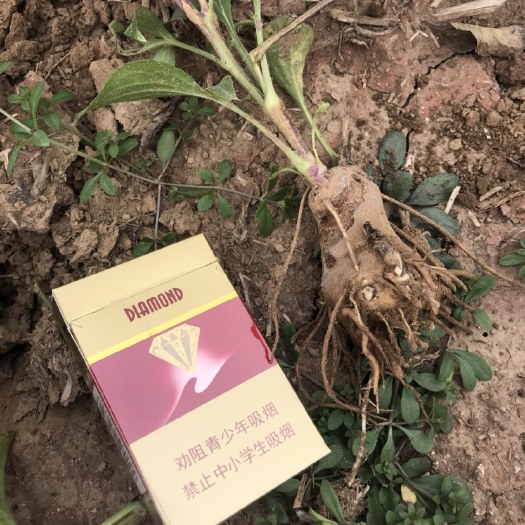 正定县白术种子  白术秧子