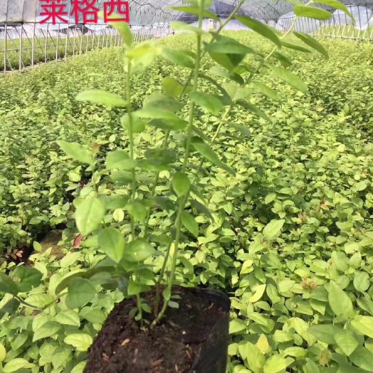 诸暨市莱克西蓝莓苗