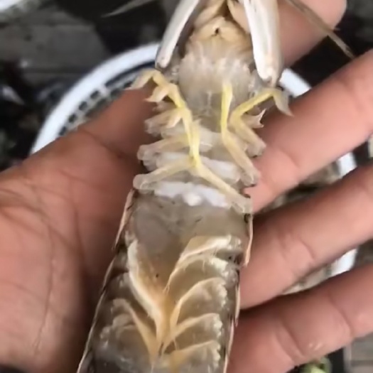 乐亭县 渤海本地皮皮虾 地龙网上的皮皮虾
