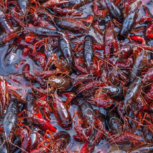 苏州 湖北清水湖虾小龙虾蟹塘龙虾精品小龙虾