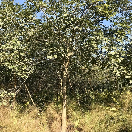 漳州 黄花风铃木：多花8-10公分。少花8-18公分大量
