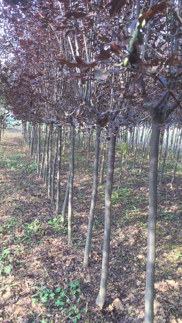 扶风县红叶李子苗 红叶李 胸径4-8公分，分支点1.4-1.5米。一级树