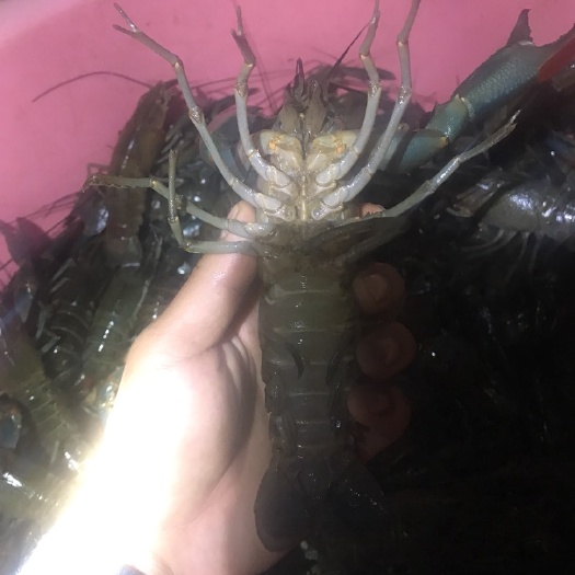 海口澳洲龙虾 现在有大量澳龙商品虾和种虾出货