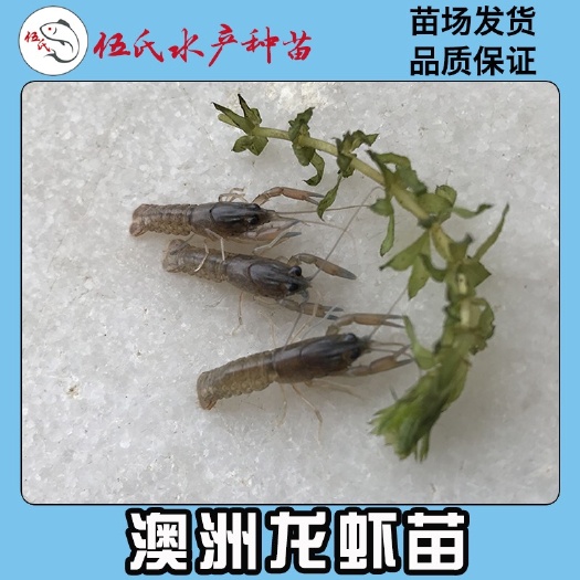 广州 伍氏水产种苗 澳洲淡水龙虾苗，优质外塘龙虾苗 提供养殖技术指