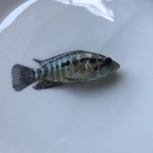 广州 淡水珍珠石斑鱼苗