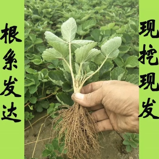 平邑县 草莓苗奶油草莓苗