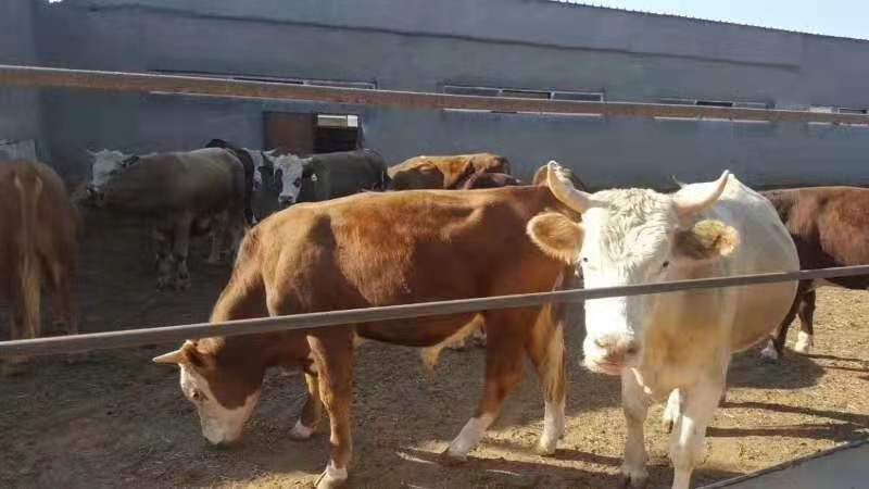 牛肉类 新疆那拉提草原正宗绿色牧民养殖有机排酸种牛，无公害。