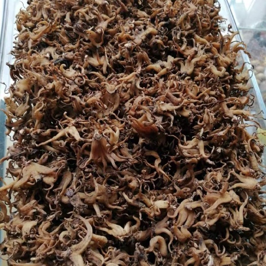 成都广佛手 手掌参