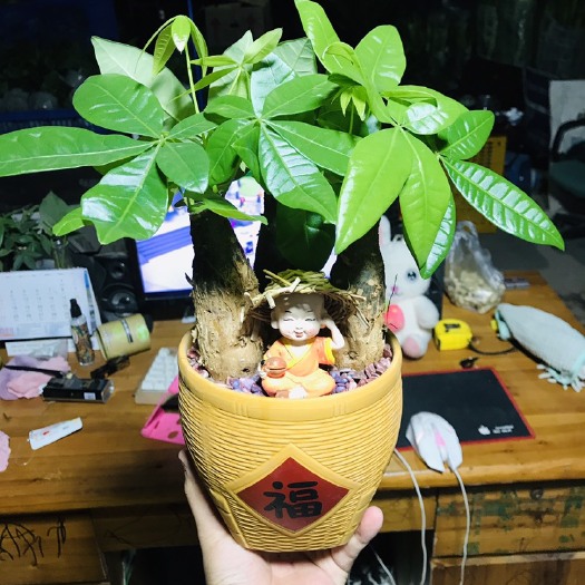 广州 发财树