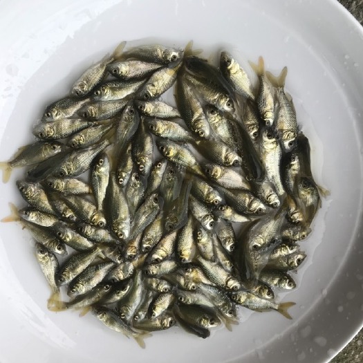 广州 鲤鱼苗