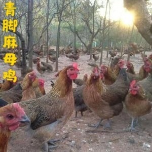 广州土鸡苗  青脚麻母鸡苗，存活率高，适合广大农村土鸡养殖场，肉质鲜美产蛋