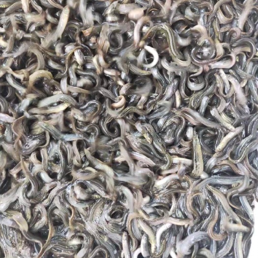 商品泥鳅 65尾/公斤 人工养殖 3-5cm