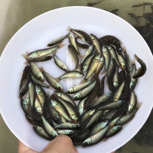 广州 丁桂鱼苗
