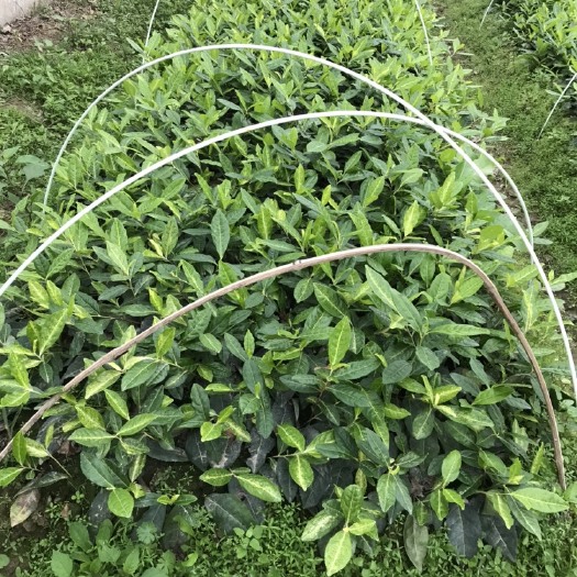 丽水奶白茶树苗 供应极白茶叶苗