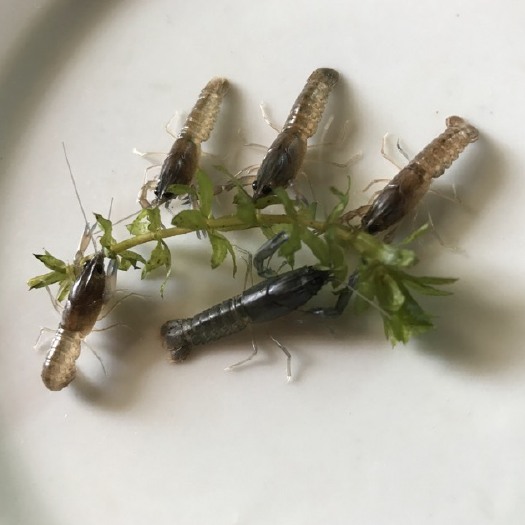 广州 澳洲淡水龙虾苗