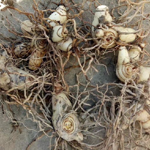 平武县白及 鲜货白芨出售，基地种植