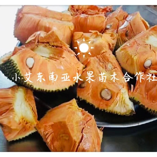 龙州县红肉菠萝蜜苗  泰国红肉菠萝蜜果苗