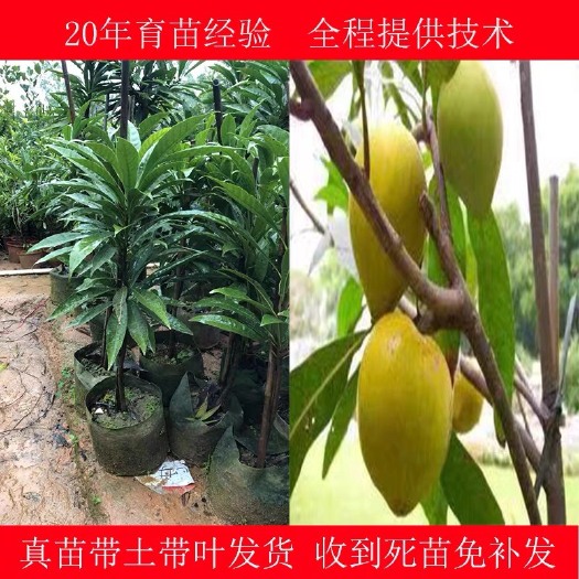 灵山县蛋黄果苗 树蛋果苗 蛋黄果树苗南北果树盆栽地栽鸡蛋果苗四季