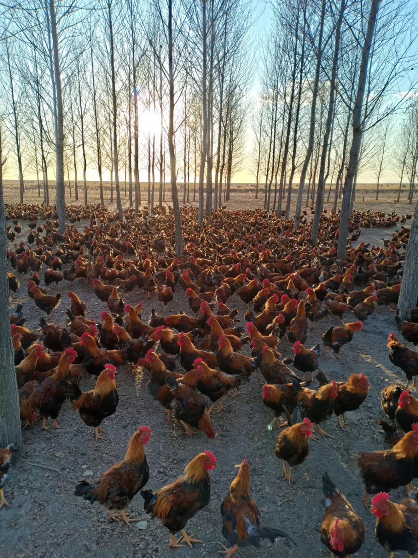 云南红原鸡养殖图片