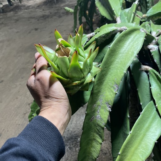 遂溪县桂红龙一号火龙果苗  大青龙火龙果苗