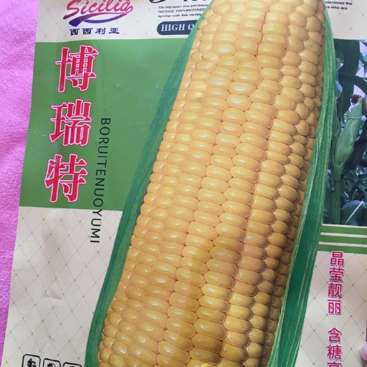 郑州 水果玉米种子