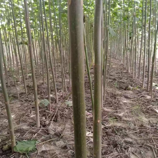 西华县 泡桐