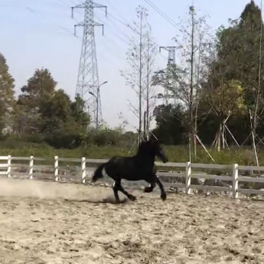 杭州 弗里斯兰母马